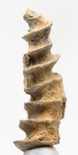 ARCHIMEDES SCREW BRYOZOA