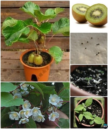 Grow your own - fruit, tree
