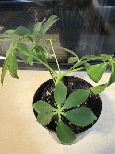 Schefflera umbrella tree - -,