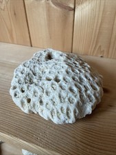 Vintage BRAIN CORAL Specimen - 325g - 11.5x10.5x3cm