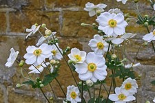 Japanese Anemone Honorine
