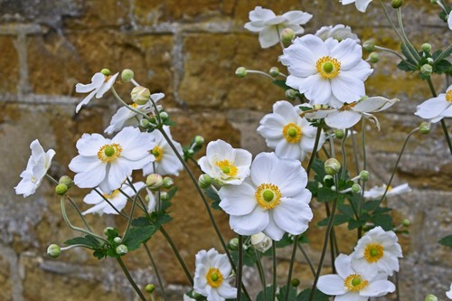 Japanese anemone honorine - japanese,