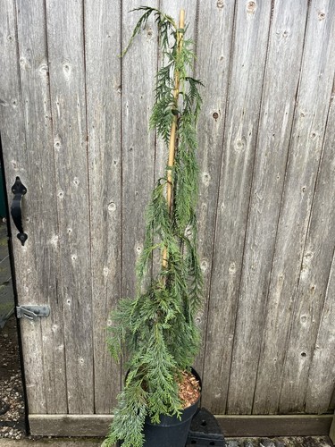 Nootka cypress moonshot tree - nootka, 'moonshot'