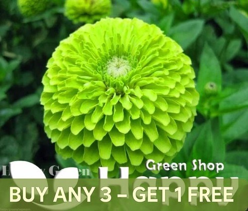 Zinnia dahlia lime green - lime,