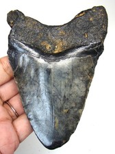 MEGALODON SHARK TOOTH REAL