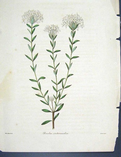 Original old antique - old, print