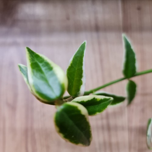 Hoya bella annake albo plant - bella,