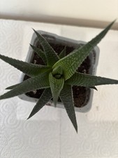 Succulents, Usually no higher