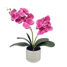 Stylish Pink Orchid