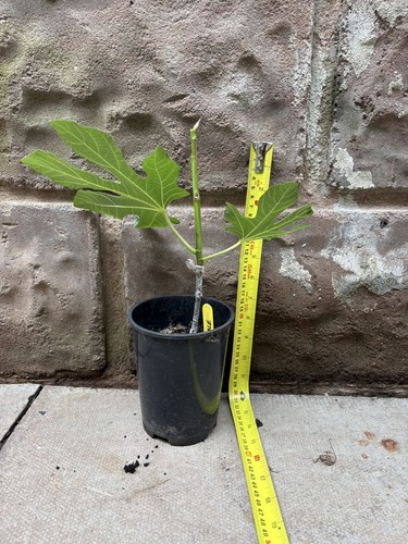 Beall america fig tree - 1l, pot