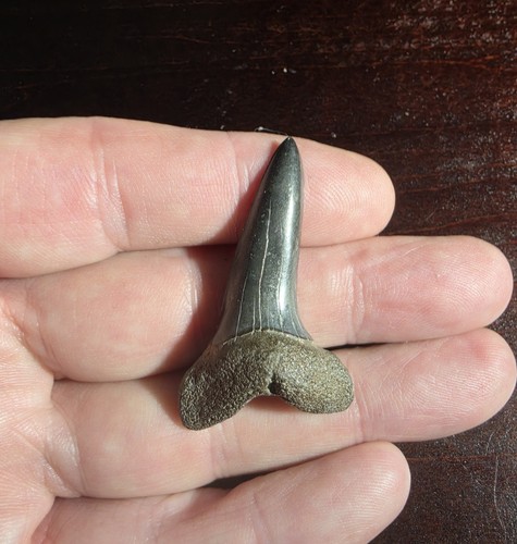 Large fossil shortfin - large, 1.9"
