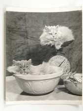 2 Persian Kittens Mixing Bowl