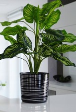 Black Plant Flower Plant Pots