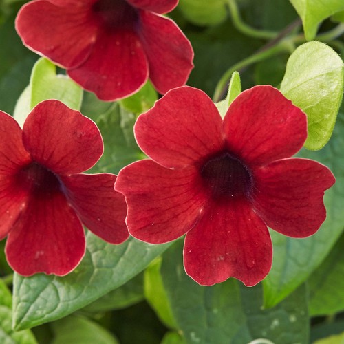 Thunbergia sunny susy cherry - sunny,