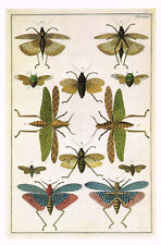 Locusts and Grasshoppers Vintage 1991 Insect Print P. Tanje CNHPB#43