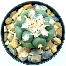 Coryphantha poselgeriana