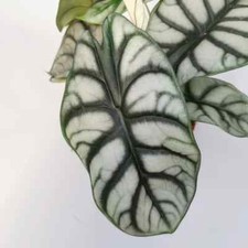 Alocasia Silver Dragon Scale
