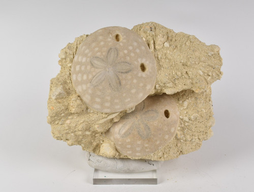 Fossil sand dollar - fossil,