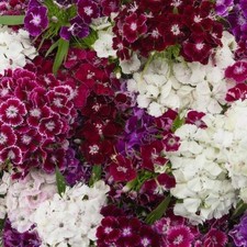 DIANTHUS x8 SWEET WILLIAM 'Indian Carpet' PERENNIAL | XL PLUG PLANTS | FREE P&P!