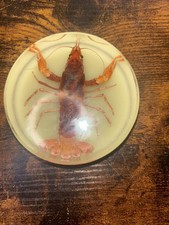 Crawfish/lobster/crayfish  Insect Set In Glow In The Dark Resin (B)