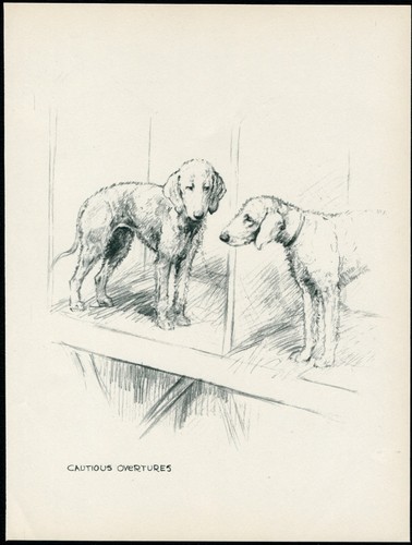 Bedlington terrier vintage - bedlington,
