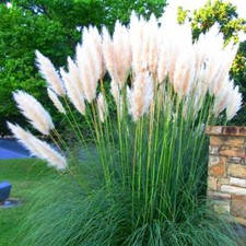 4x Pampas Grass White Plug