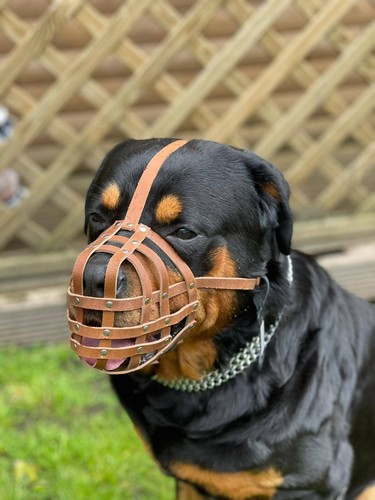 Light leather dog - light, muzzle