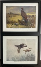Framed Vintage Game Bird