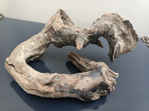 Very unique gnarled - unique,