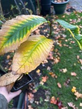 Hybrid Chestnut tree saplings