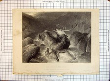 Old Engraving Death Stag Attacked Dog Hunting River Scene Cousen Land