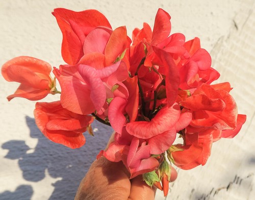 Sweet pea heirloom henry - heirloom,
