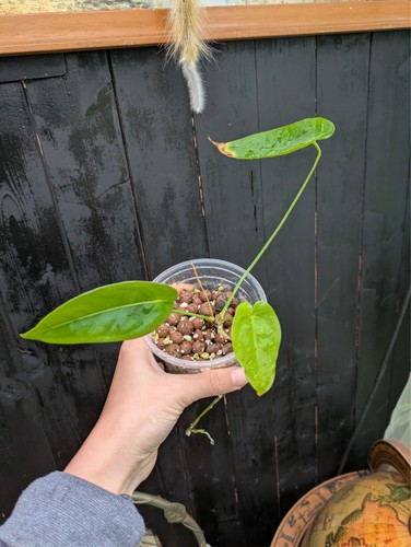 Anthurium queremalense cm - queremalense, 9