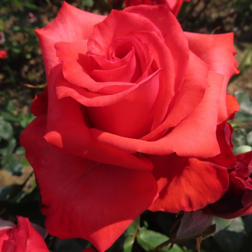 Matthew 5lt potted hybrid - -,