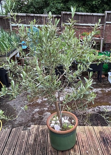 Olive tree pot plant 3 - in,