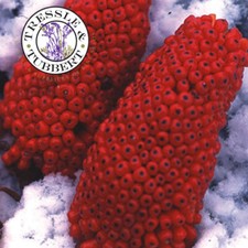 Rare ARISAEMA CONSANGUINEUM  2 seeds UK SELLER 