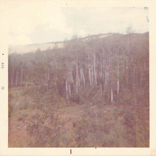 Vintage 1972 aspen forest - vintage,