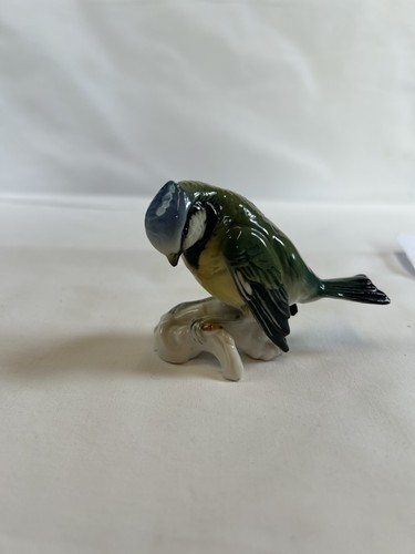Karl ens blue tit x - karl, 9