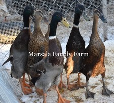6+ Grey Runner Duck Hatching