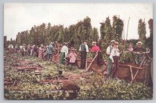 Hop-Picking - Set of Pickers at Work 7 - Kent hop gardens harvest scene c1905