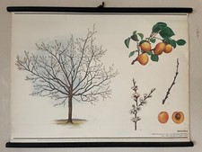 Vintage APRICOT TREE botanical school chart botany  linen poster BOTANY