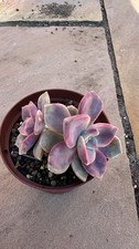 5× Huge Rooted Graptopetalum Purple Delight Leaf Cutting Succulent Propagation
