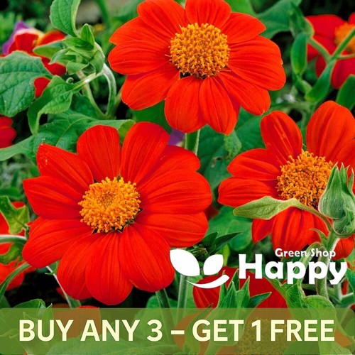 The mexican sunflower scarlet - the,