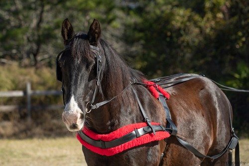 Large horse draft cross size - horse/draft,