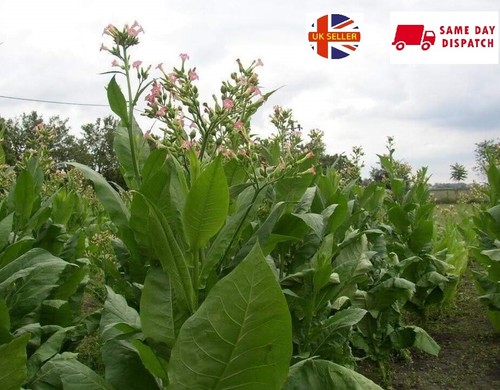 Golden virginia tobacco seeds - golden,
