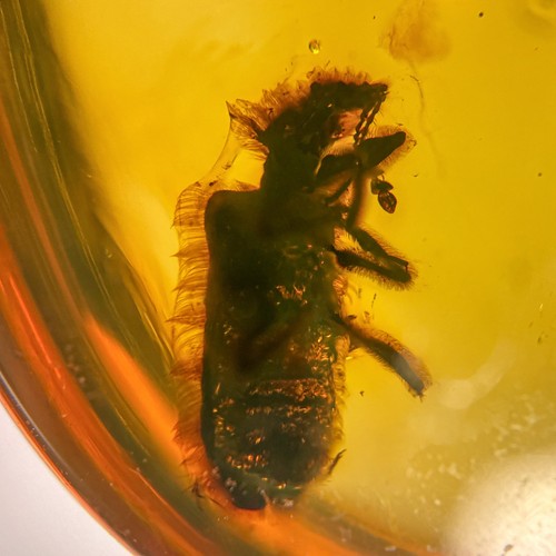 Hairy beetle burmese - hairy,