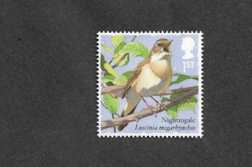 Birds nightingale songbirds - nightingale,