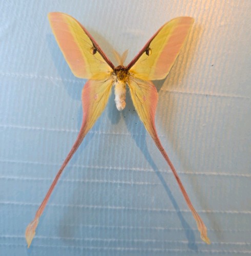 Actias dubernardi chinese moon - chinese,