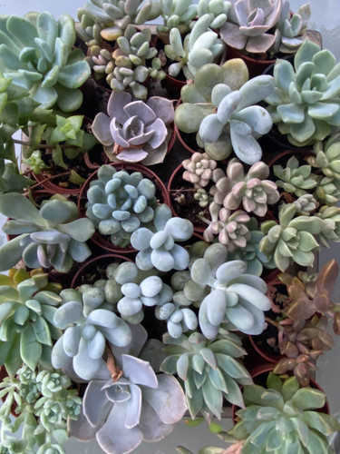 Assorted succulents 10 - assorted,
