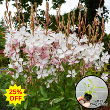 Gaura 'Gambit White' Plug